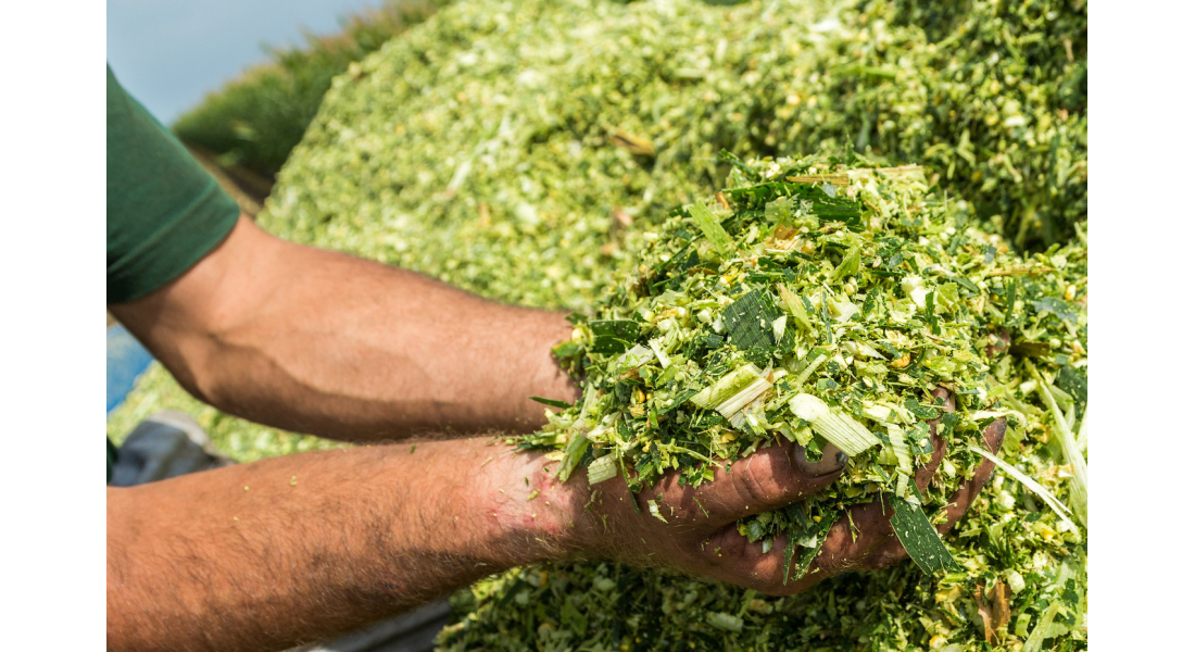 Jak wybrać odmianę kukurydzy na kiszonkę?